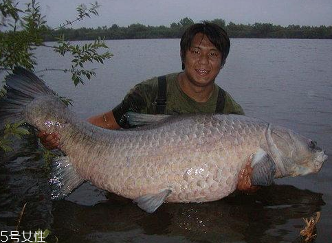 青魚能做魚干嗎？青魚怎么做成魚干？