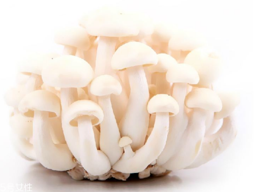 白玉菇和海鮮菇的區(qū)別 白玉菇和海鮮菇是一樣的嗎？