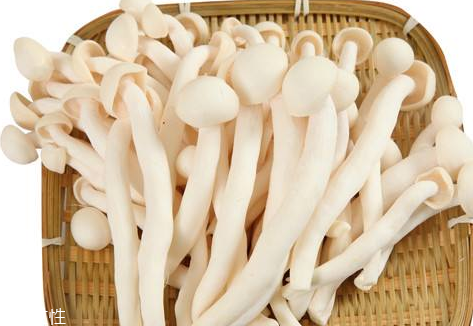 白玉菇的營養(yǎng)價值 白玉菇有什么營養(yǎng)？