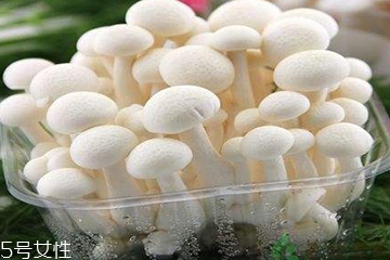 白玉菇為什么是苦的？白玉菇怎么會苦？