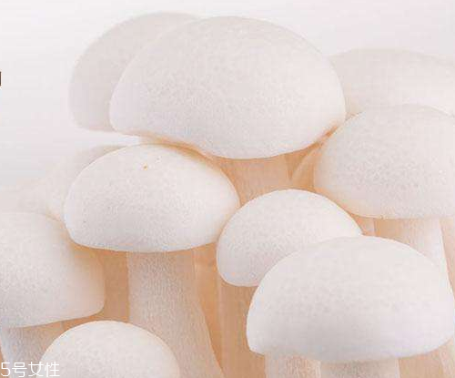 白玉菇的吃法 白玉菇能燉雞嗎？
