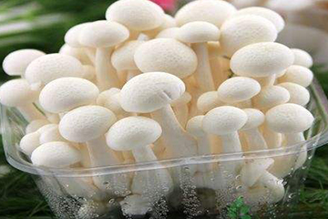 白玉菇為什么是苦的？白玉菇怎么會(huì)苦？