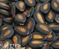 西瓜子的宜忌人群 西瓜子不是適合哪些人吃？