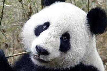 激光去黑眼圈多久恢復(fù)？激光除黑眼圈多久見(jiàn)效