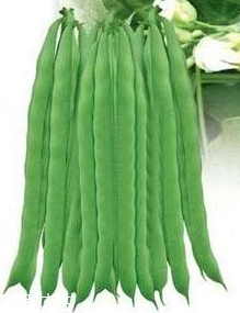 蕓豆能生吃嗎？蕓豆生吃會怎樣？