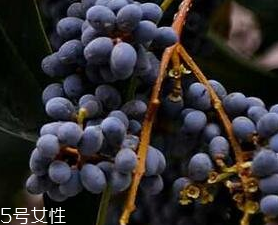 女貞子能和旱蓮草一起吃嗎？女貞子和旱蓮草的用量