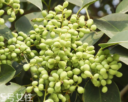 女貞子怎么保存？女貞子怎么保存最好？