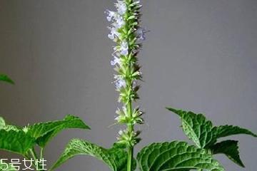 藿香是發(fā)物嗎？皮膚過敏的人能吃藿香嗎？