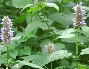 藿香是發(fā)物嗎？皮膚過敏的人能吃藿香嗎？