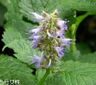 藿香是涼性還是熱性？藿香是熱性嗎？