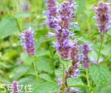 藿香能生吃嗎？藿香味道好嗎？