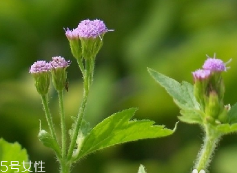 藿香和麝香是一樣嗎？藿香和麝香的區(qū)別