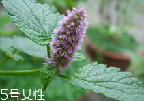 藿香能多吃嗎？藿香吃多了會(huì)怎樣？