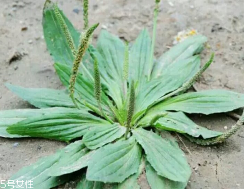 車前草怎么吃？車前草怎么做好吃？
