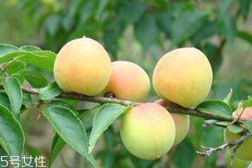 梅花的功效和作用 梅花對(duì)人有什么好處