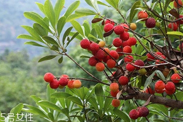 梅花是發(fā)物嗎？皮膚過敏的人能喝梅花茶嗎？