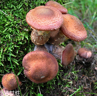 榛蘑的好處 榛蘑對人有什么益處？