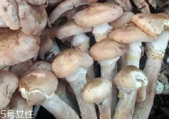 榛蘑是蘑菇嗎？榛蘑是什么蘑菇？