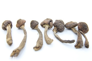 榛蘑和天麻的關(guān)系 榛蘑和天麻有什么聯(lián)系？