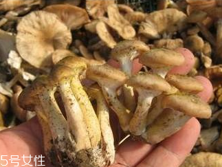 榛蘑和香菇能一起吃嗎？