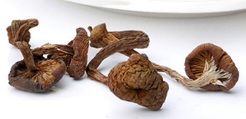榛蘑可以煲鴨肉嗎？榛蘑可以煲鴨肉