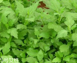 菊花腦的禁忌人群 哪些人不能吃菊花腦？