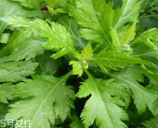 菊花腦的禁忌人群 哪些人不能吃菊花腦？
