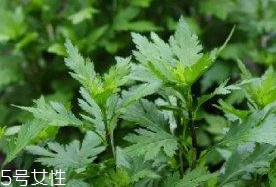 菊花腦是溫性還是涼性？菊花腦是涼性嗎？