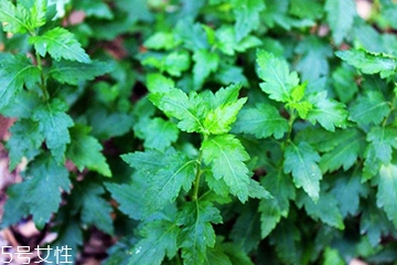 菊花腦的種植 菊花腦怎么種？