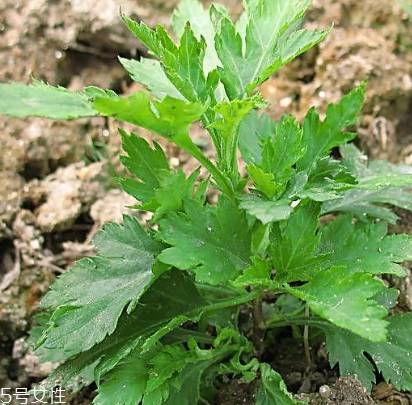 菊花腦能吃嗎？菊花腦的味道