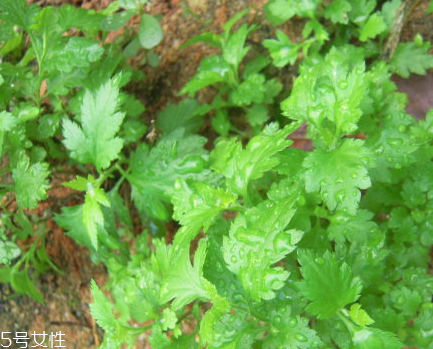 菊花腦和南瓜能一起吃嗎？菊花腦能和水果一起吃嗎？