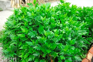 菊花腦的好處，吃了菊花腦有什么效果?