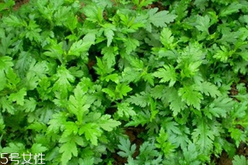 菊花腦怎么挑選？菊花腦選購技法