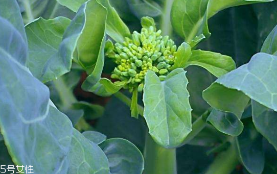 芥蘭能炒牛肉嗎？芥蘭炒牛肉的做法