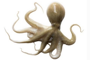 章魚是什么顏色？章魚是什么樣子？