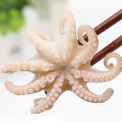章魚是什么顏色？章魚是什么樣子？