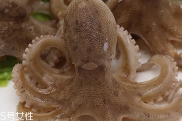 章魚是軟體動物嗎？章魚屬于軟體動物嗎？