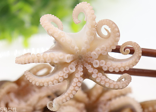 章魚是軟體動物嗎？章魚屬于軟體動物嗎？