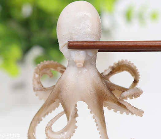 章魚是軟體動物嗎？章魚屬于軟體動物嗎？