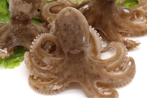 章魚會噴墨汁嗎？章魚的墨汁能吃嗎？