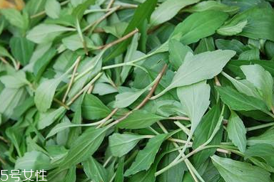 馬蘭頭對(duì)人的好處？馬蘭頭有什么好處？