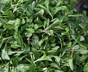 馬蘭頭是板藍(lán)根嗎？