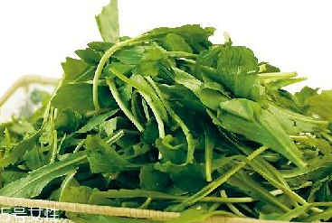 馬蘭頭是馬齒莧嗎？馬蘭頭和馬齒莧的區(qū)別