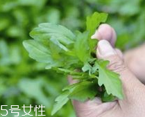 馬蘭頭和蝦能一起吃嗎？馬蘭頭和蝦能一起吃