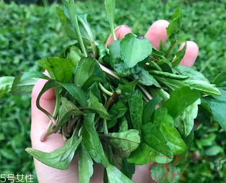 馬蘭頭和蝦能一起吃嗎？馬蘭頭和蝦能一起吃