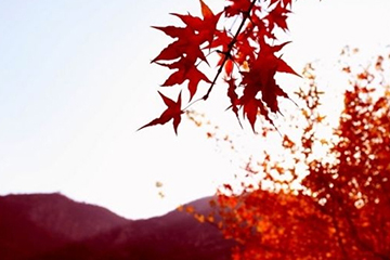 楓葉紅發(fā)色會不會太紅？楓葉紅發(fā)色日常嗎