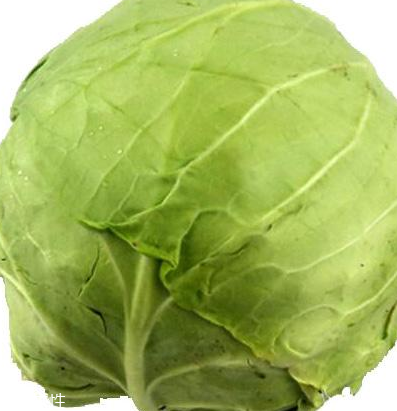 牛心菜怎么種植？牛心菜能種嗎？