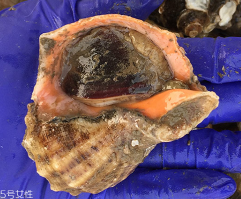 海螺開水還是冷水下鍋？海螺冷水還是熱水煮？