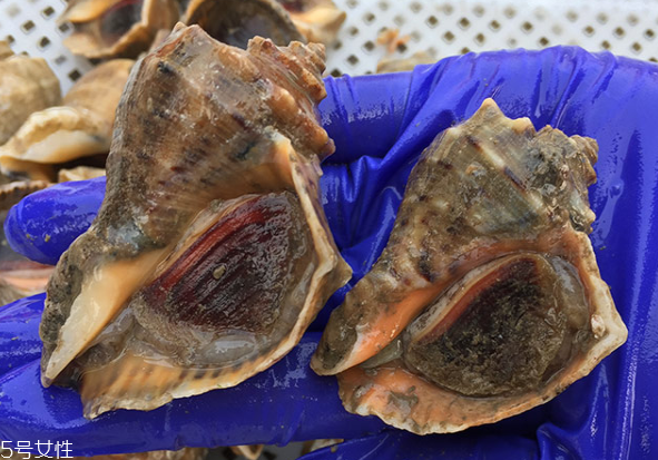 海螺開水還是冷水下鍋？海螺冷水還是熱水煮？