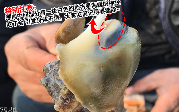 海螺會中毒嗎？吃海螺中毒多久會緩解？
